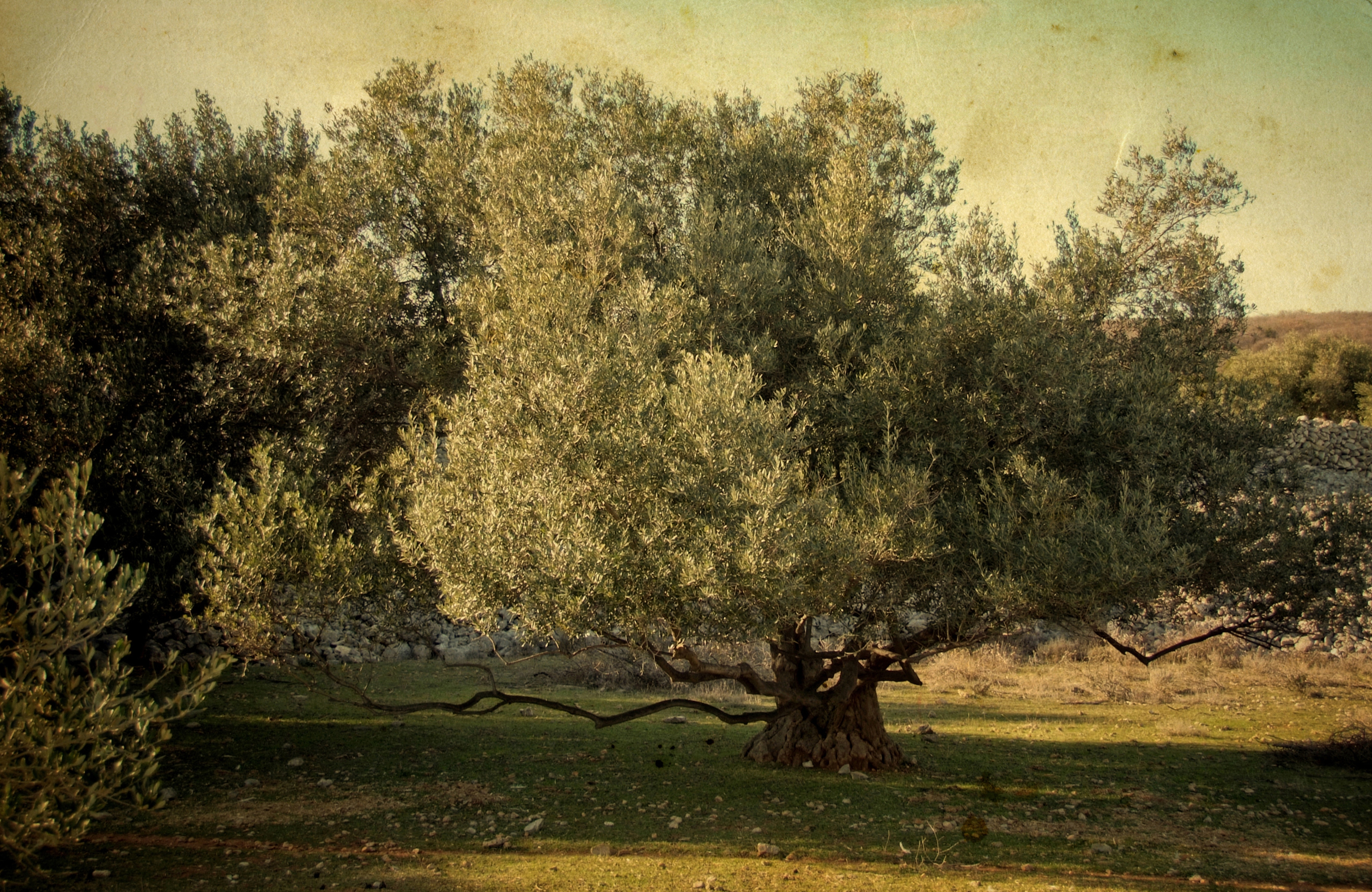 Papermoon "BÄUME-NATUR LANDSCHAFT WALD BAUM PFLANZEN WANDBILD XXL"