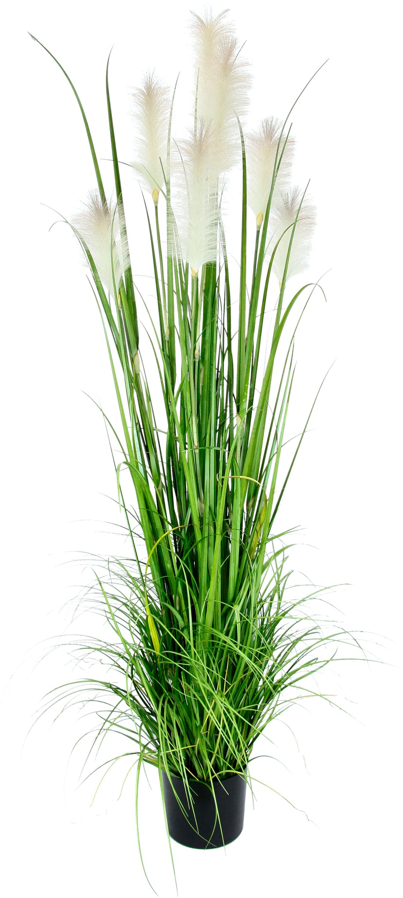 BCM Gräser »Pampasgras (weiß)«, bestellen 1 Pflanze | St.), Pampasgras-Set: (1 BAUR