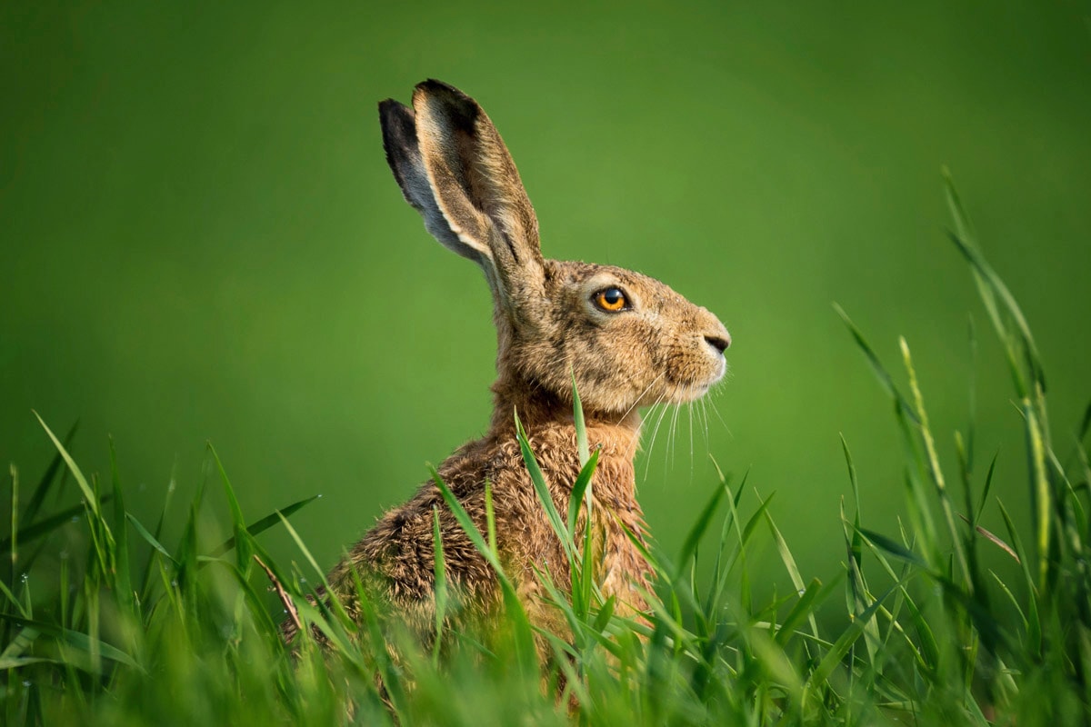 Papermoon Fototapete "hase in wiese"