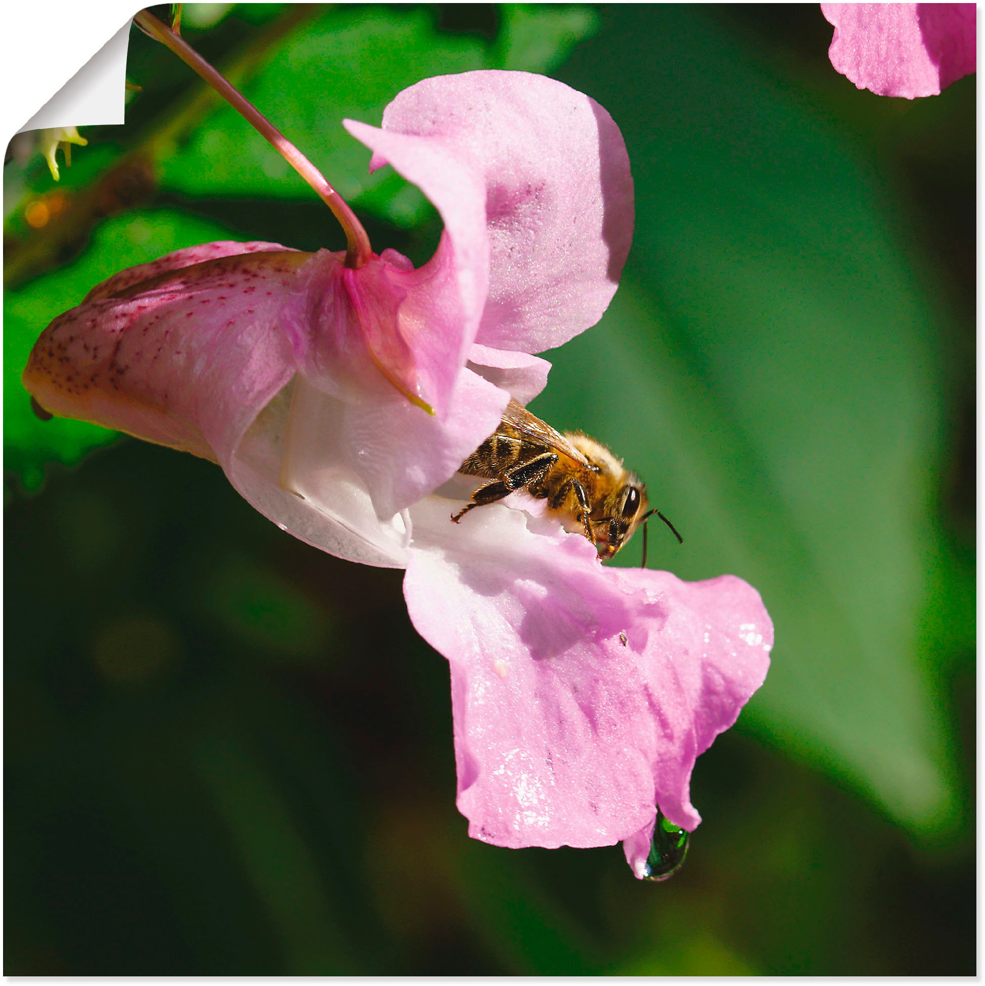Biene besucht BAUR Poster (1 St.), kaufen »Eine | Größen als Insekten, große eine Artland oder in Wandaufkleber Leinwandbild, Blüte«, Alubild, versch. Wandbild
