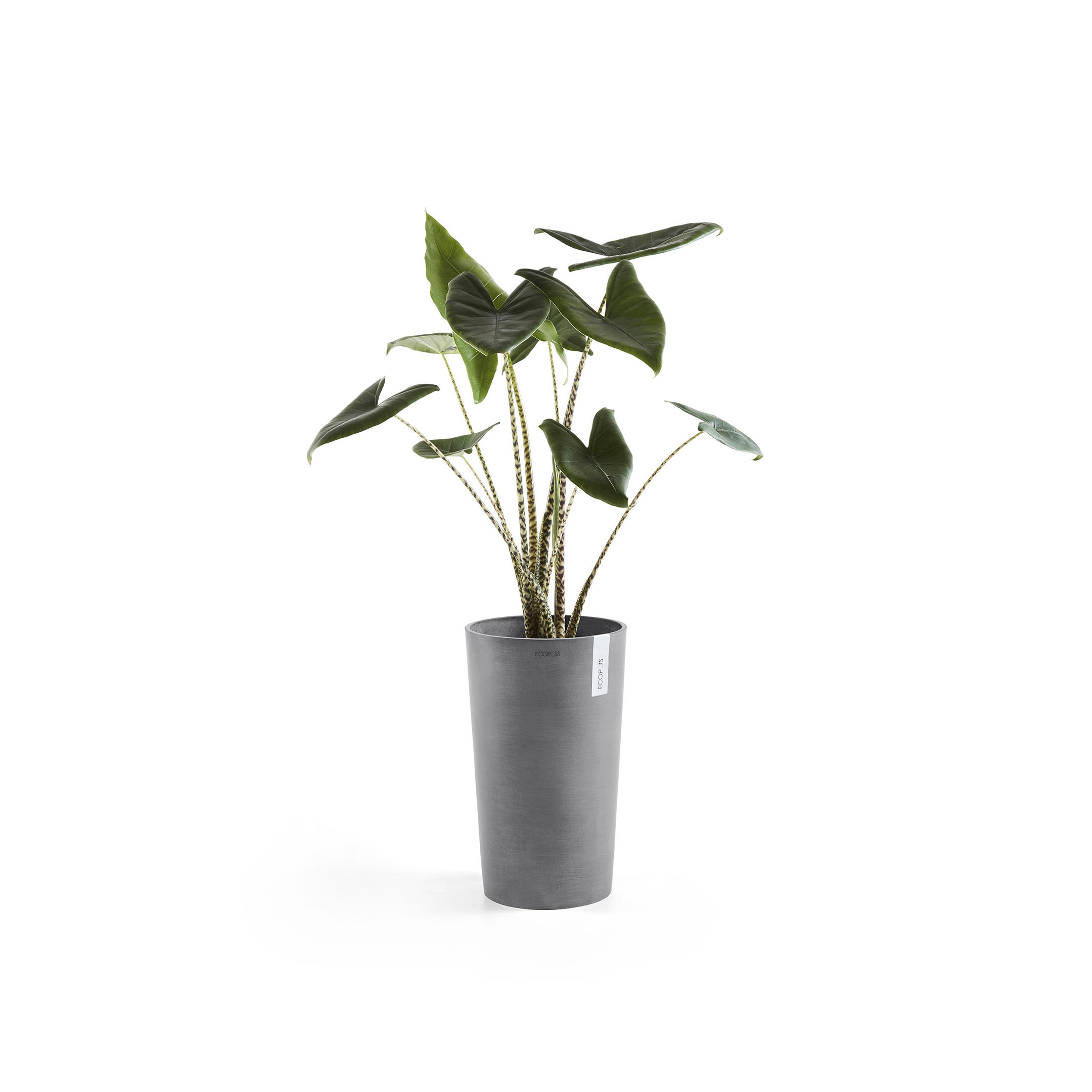 ECOPOTS Blumentopf "Amsterdam", ØxH: 30x50 cm günstig online kaufen