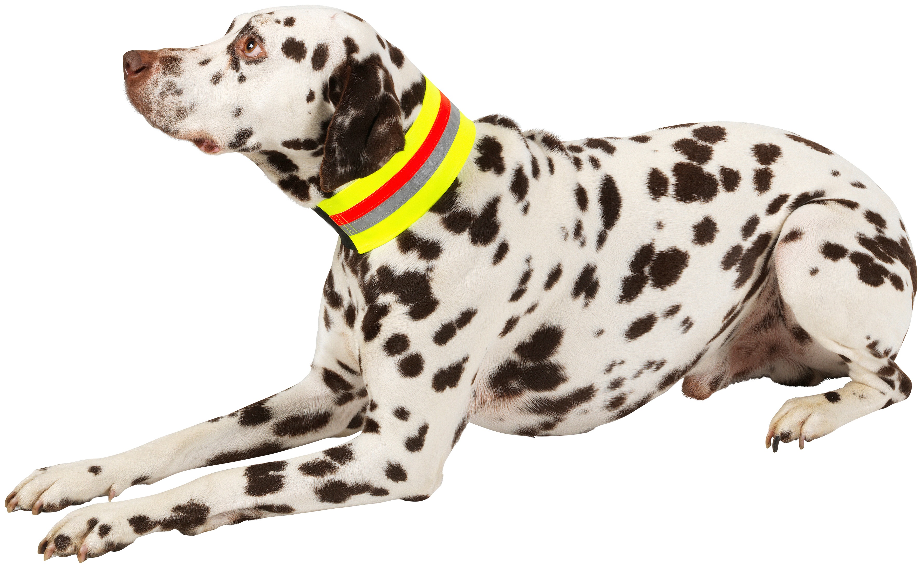 HEIM Hunde-Halsband Signalhalsband, Textil gelb Hundehalsbänder Hund Tierbedarf