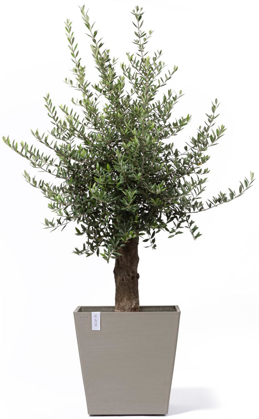 ECOPOTS Blumentopf »Rotterdam mit Rollen 50 Taupe« für innen und außen: frostsicher, bruchsicher und lichtbeständig