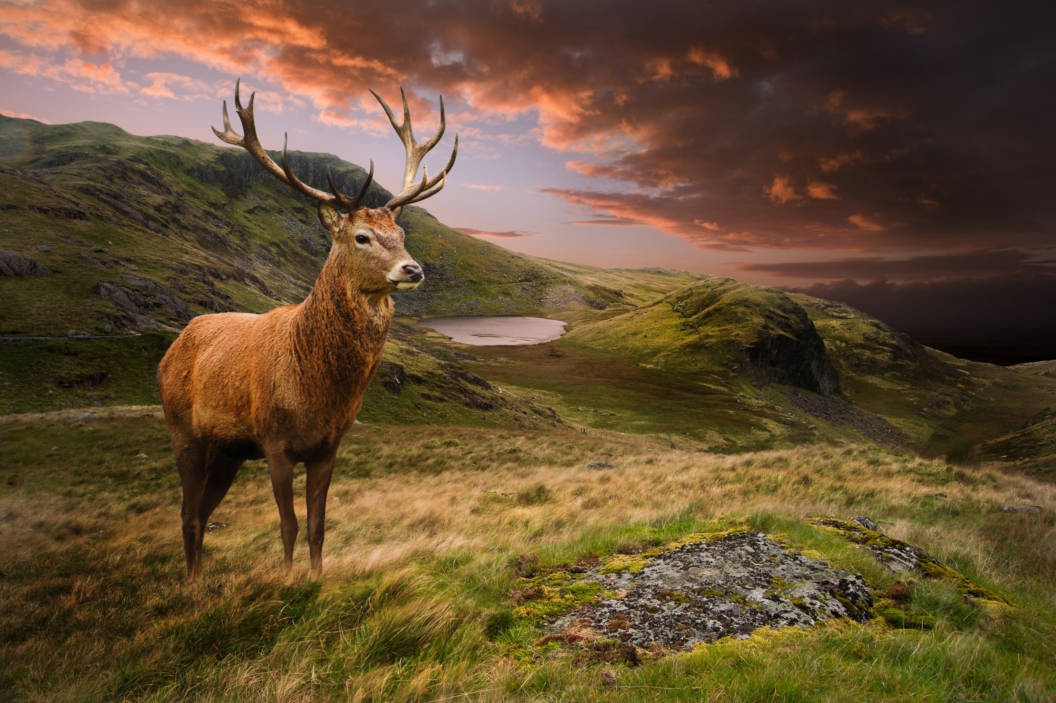 Papermoon Fototapete "Red Deer" glatt