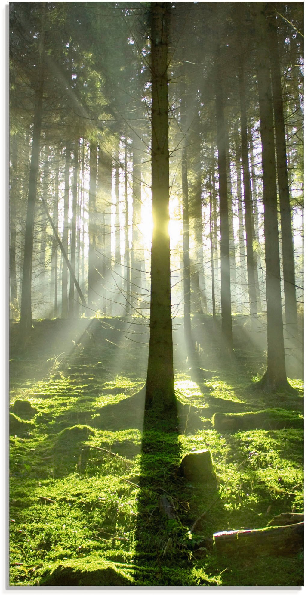 Artland Glasbild »Wald in im (1 Gegenlicht«, BAUR St.), Wald, bestellen verschiedenen | Größen