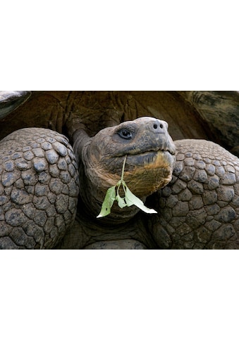 Papermoon Fototapetas »Riesenschildkrötenporträt...