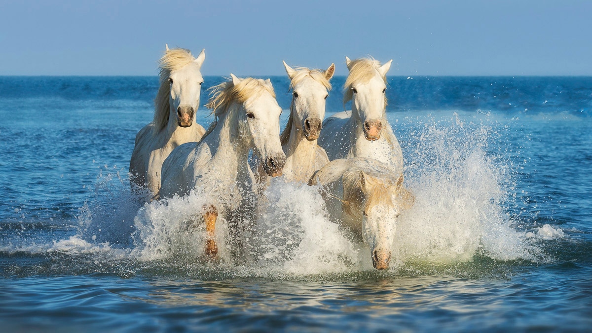 Papermoon Fototapete "PFERDE-CAMARGUE GALLOP STRAND MEER TIERE KÜSTE PROVENCE"