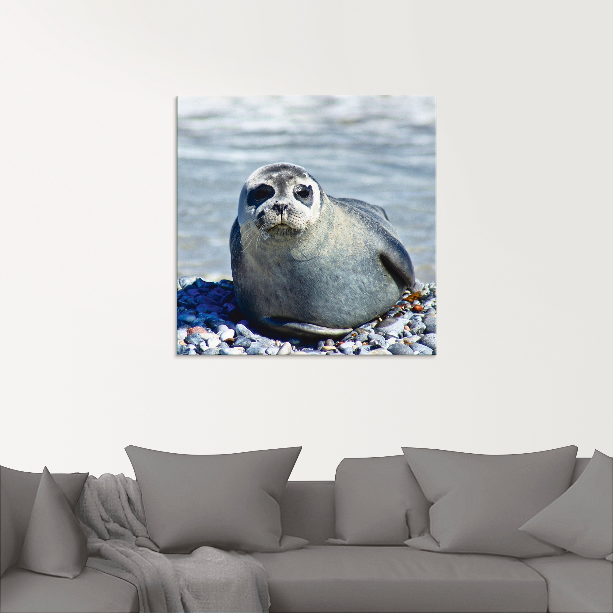 Artland Glasbild »Robbe am Strand von Helgoland«, Wassertiere, (1 St.), in verschiedenen Größen