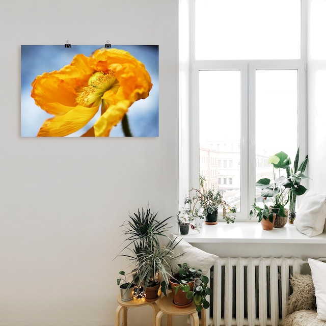 Artland Wandbild »Gelbe Mohnblüte«, Blumenbilder, (1 St.), als Alubild,  Leinwandbild, Wandaufkleber oder Poster in versch. Größen bestellen | BAUR