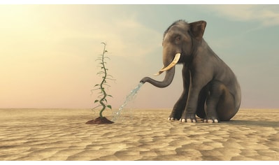 Fototapete »Elefanten, die Bohnen gießen«