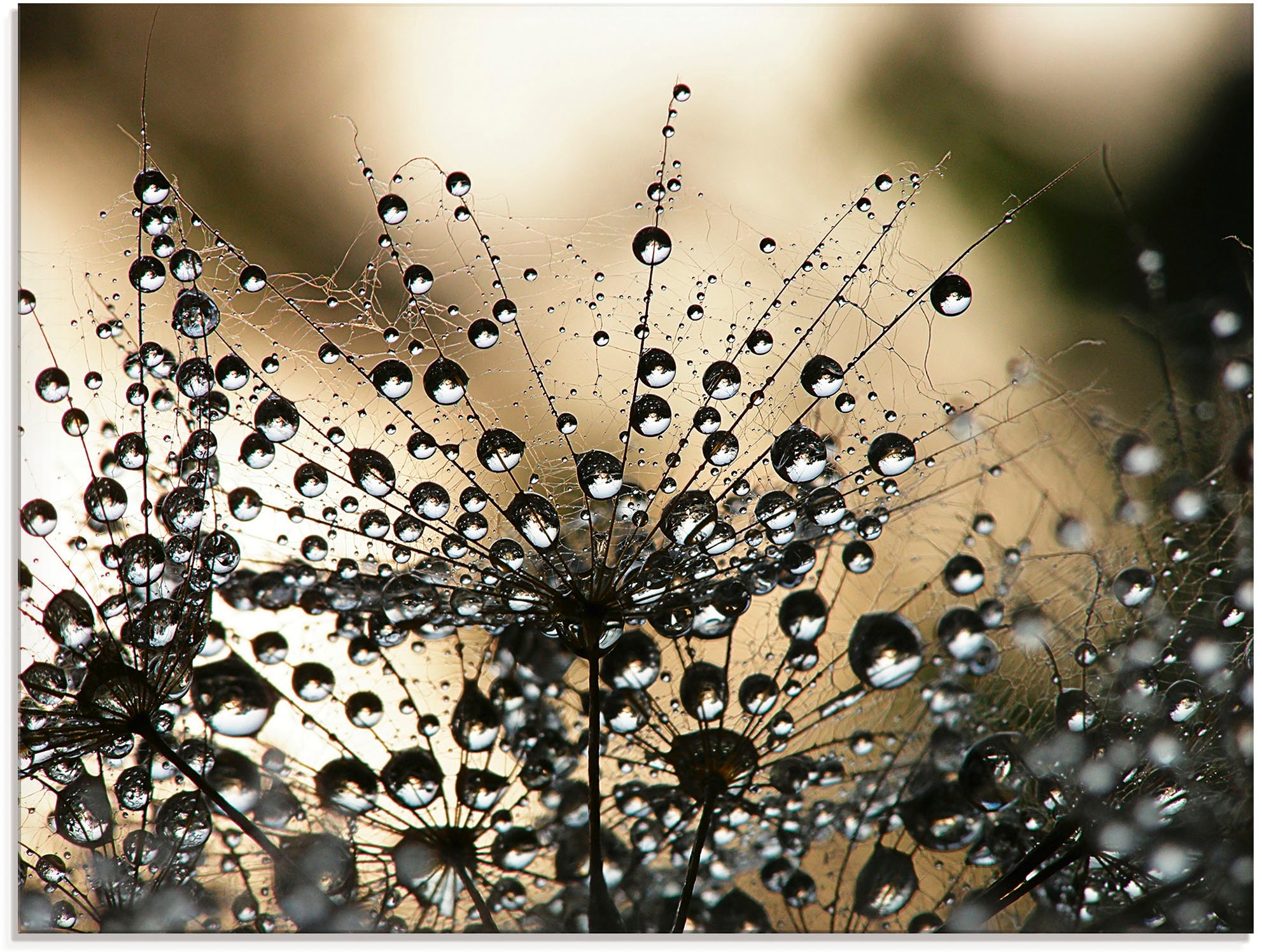 Artland Glasbild "Nasser Löwenzahn" Blumen 1 Stk. tlg. in verschiedenen Grö günstig online kaufen