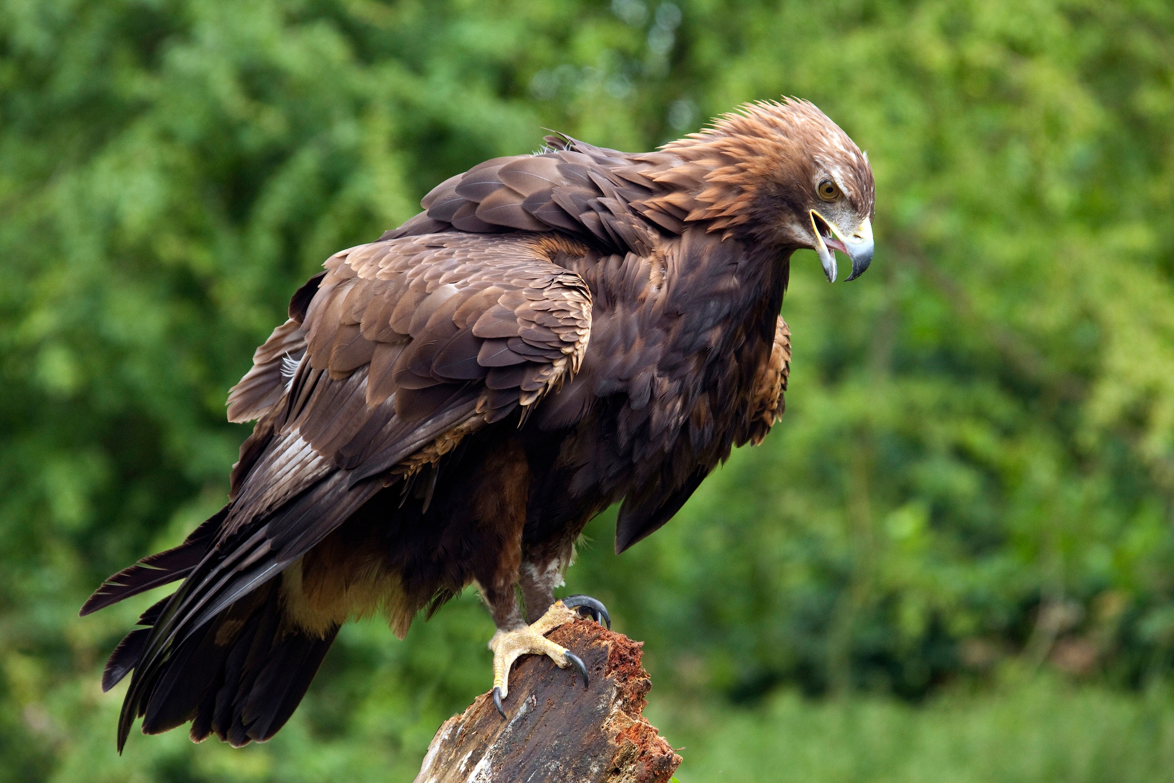 Papermoon Fototapete "GOLDENER ADLER-STEINADLER HIGHLAND SCHOTTLAND VOGEL"