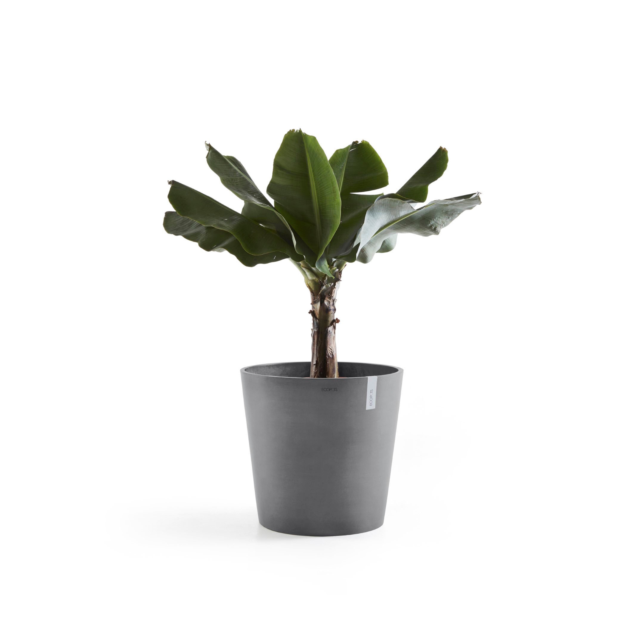 ECOPOTS Blumentopf »Amsterdam«, ØxH: BAUR | 60x54,8 cm kaufen