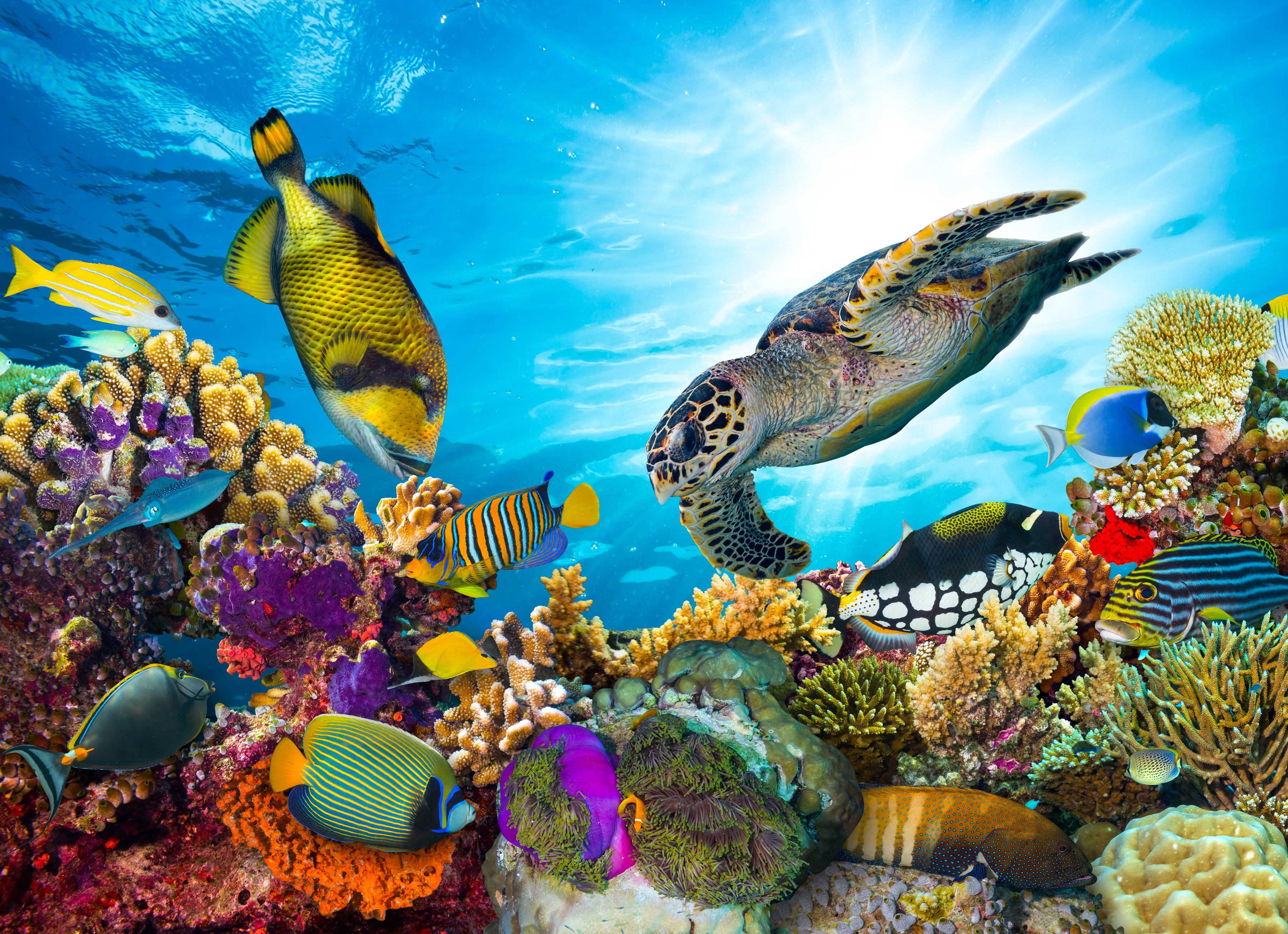 Papermoon Fototapete "Coral Reef Fiji" glatt