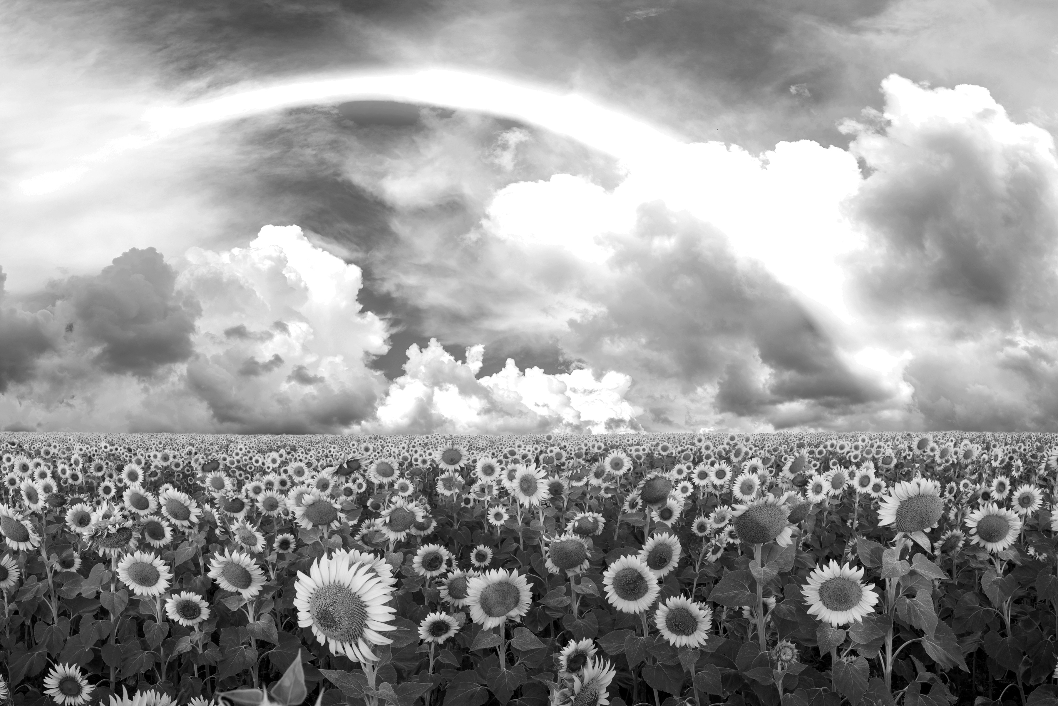 Papermoon Fototapete "Sonnenblumenfeld Schwarz & Weiß"