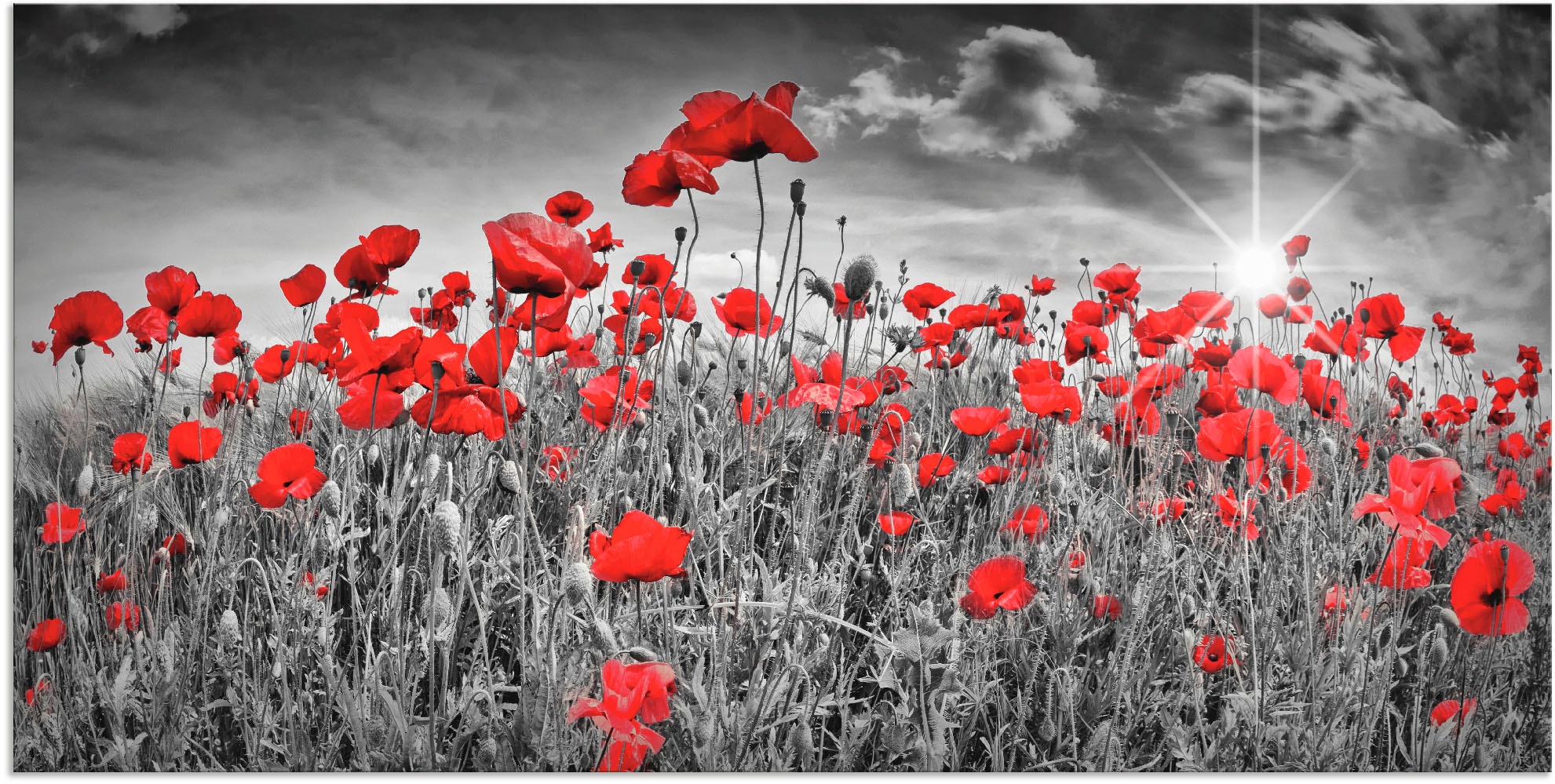 Artland Wandbild "Idyllisches Mohnblumenfeld mit Sonne" Blumen 1 Stk. tlg. günstig online kaufen