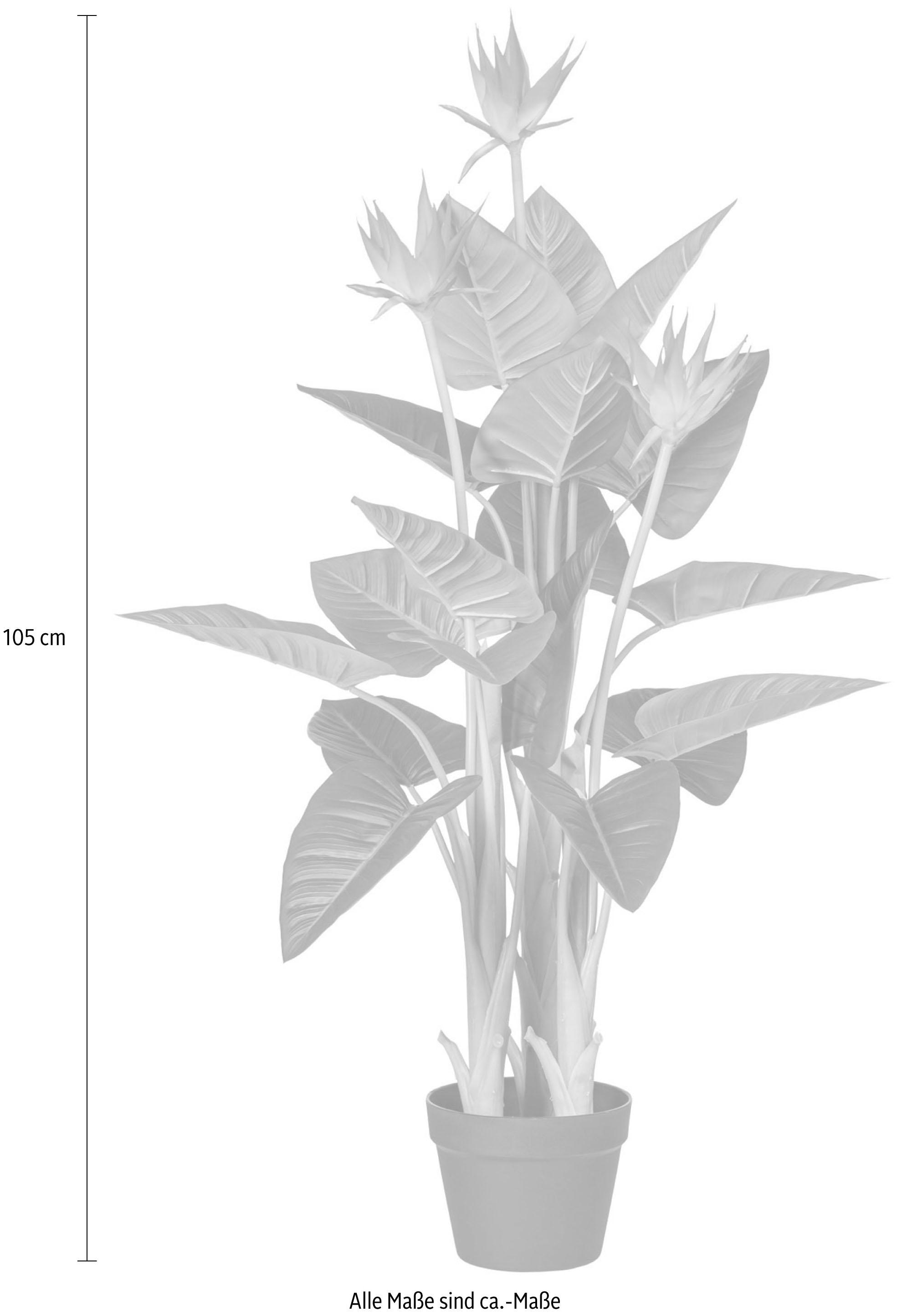 Creativ green Kunstpflanze »Guzmania«