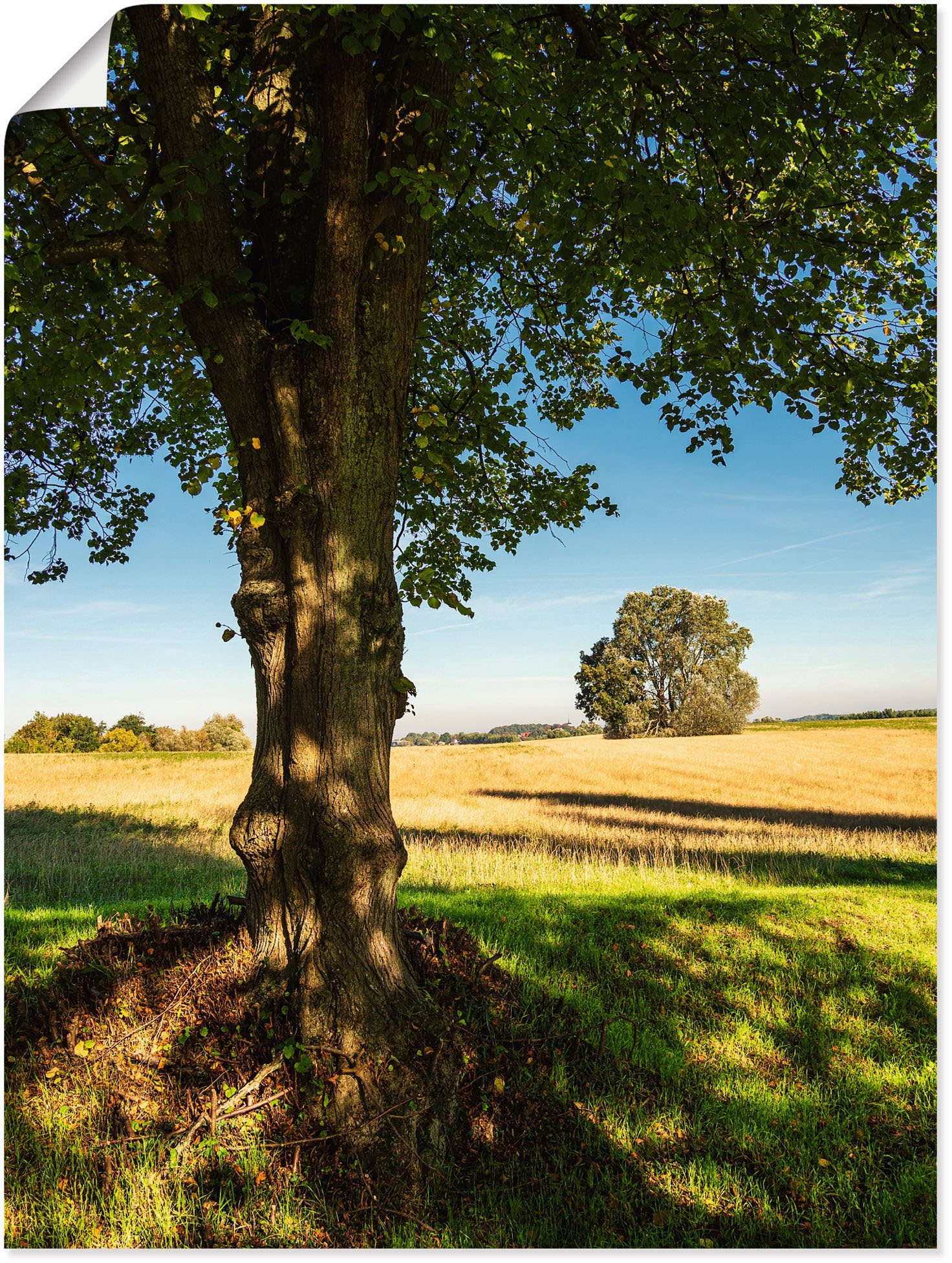 Artland Poster »Feld und Bäumen bei Hohen Demzin«, Felder, (1 St.), als Alubild, Leinwandbild, Wandaufkleber oder Poster in versch. Größen