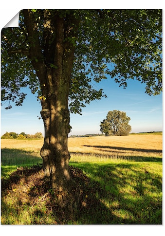 Poster »Feld und Bäumen bei Hohen Demzin«, Felder, (1 St.)