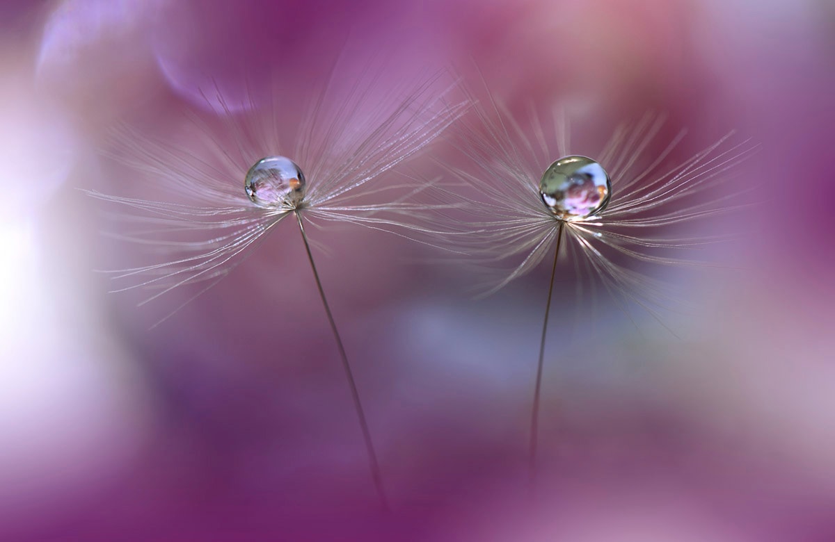 Papermoon Fototapete "Zen Wassertropfen mit Blume Makro"