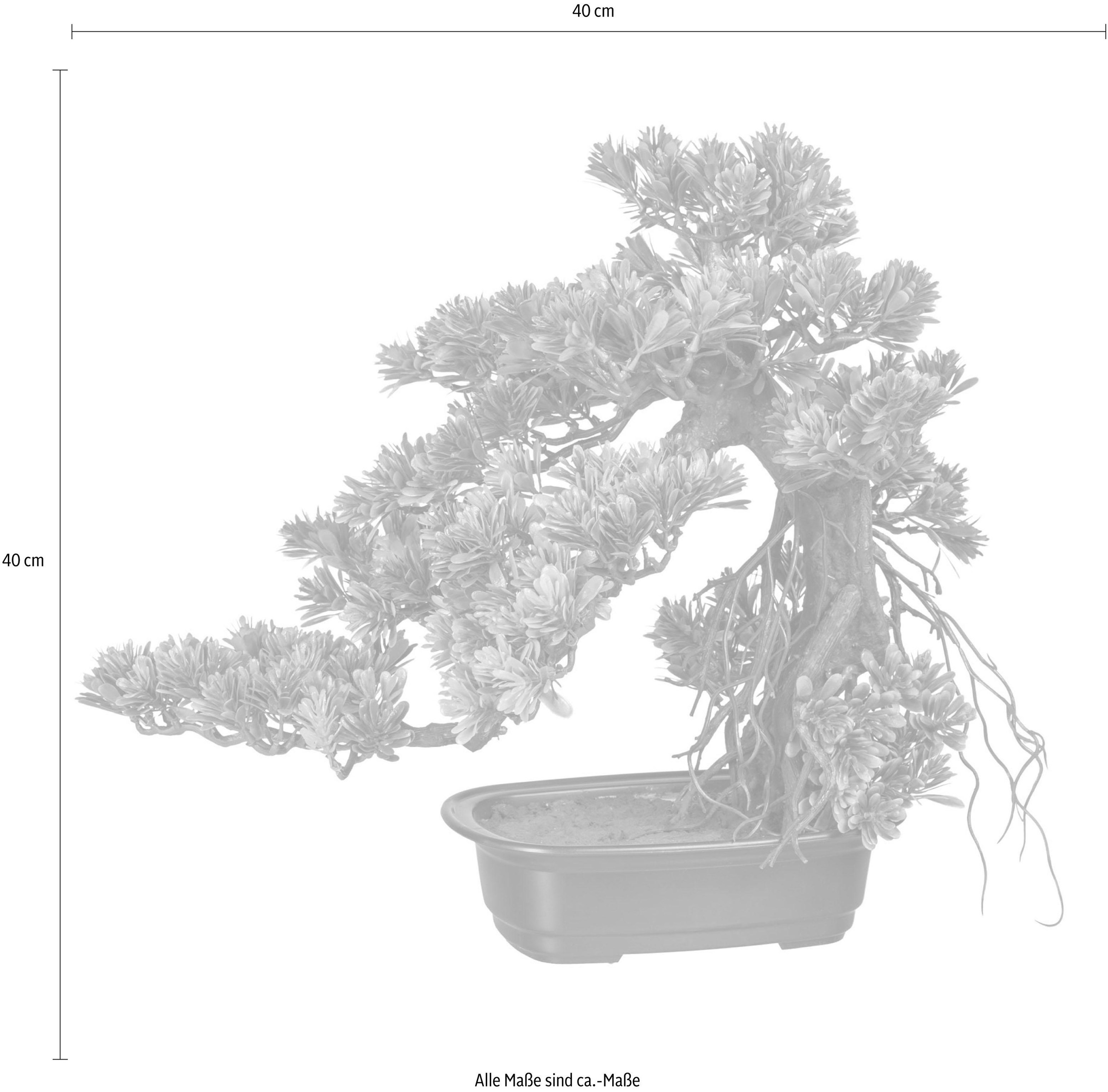 Creativ green Kunstbonsai »Bonsai Podocarpus«