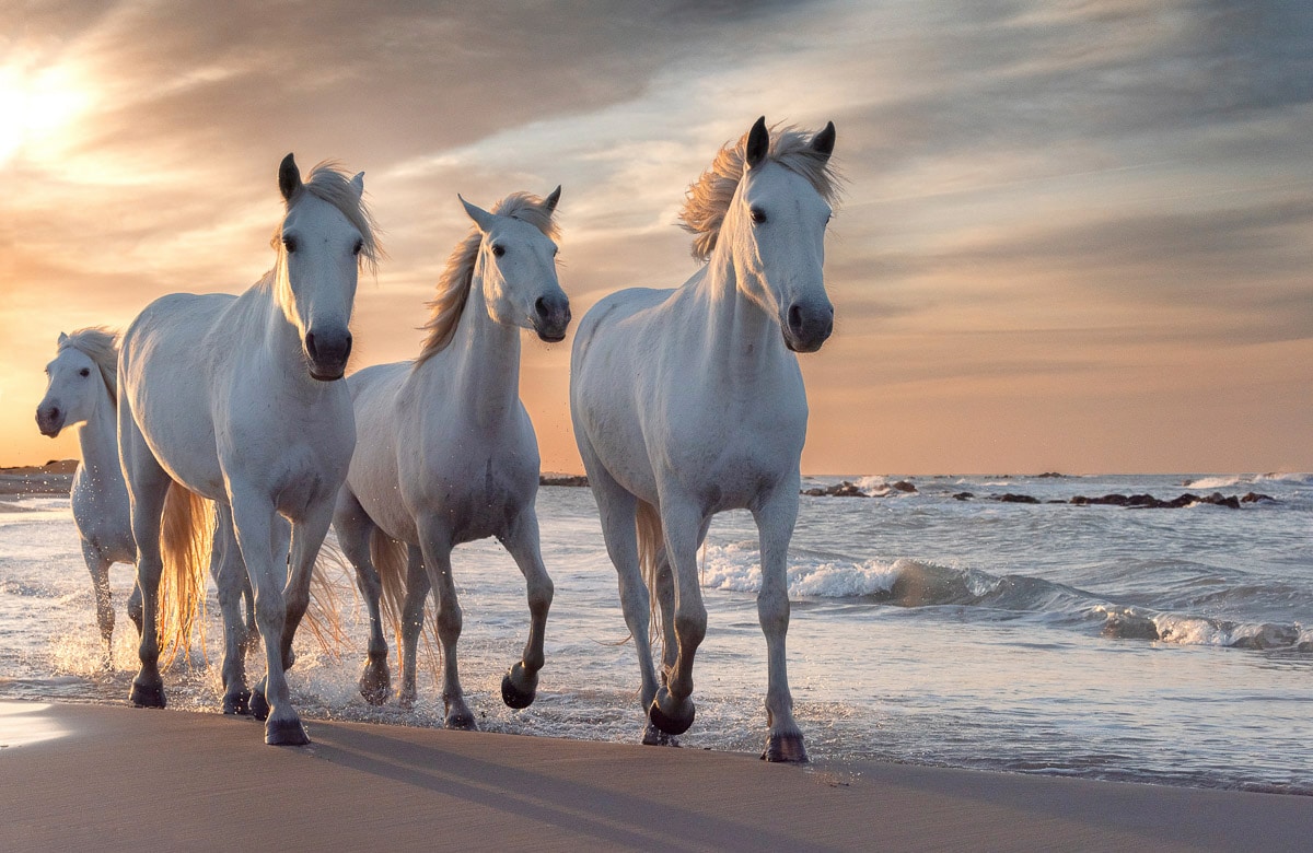 Papermoon Fototapete "PFERDE-CAMARGUE GALLOP STRAND MEER TIERE KÜSTE PROVENCE"