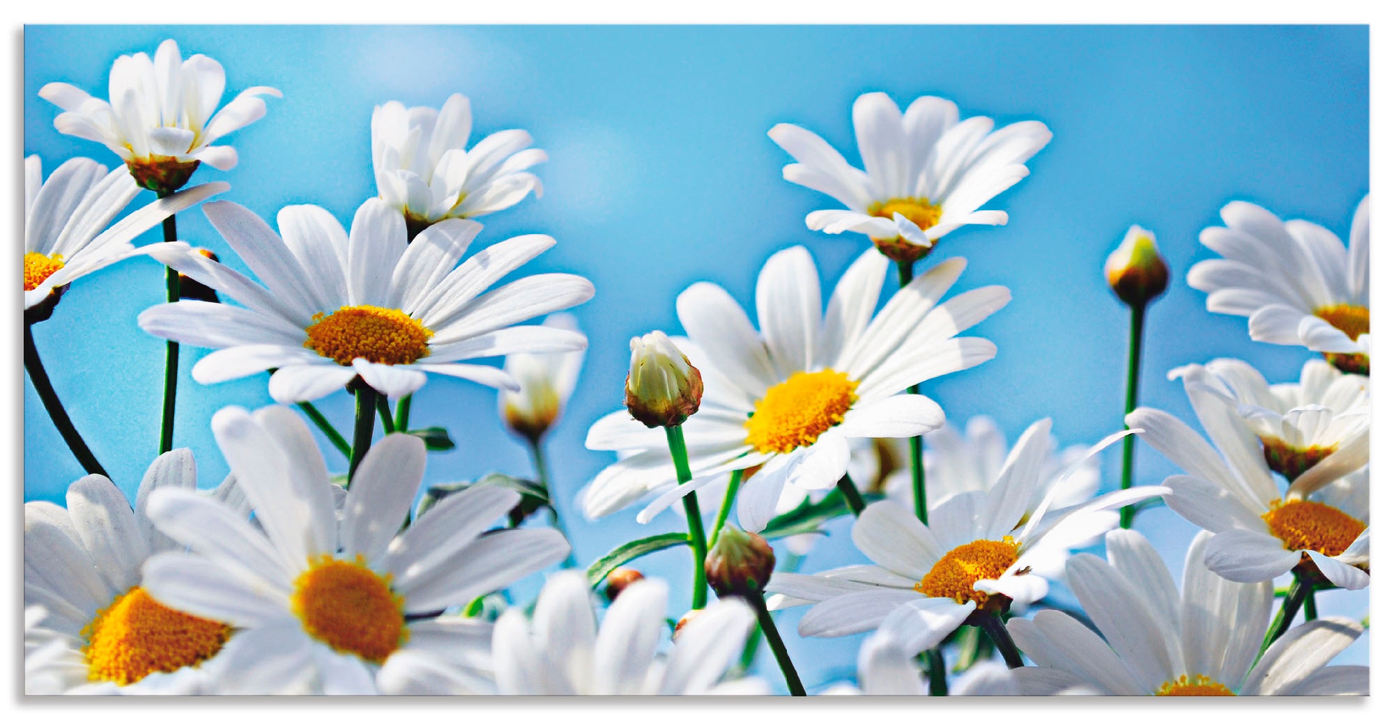 Artland Wandbild "Blumen - Margeriten", Blumen, (1 St.), als Alubild, Outdo günstig online kaufen