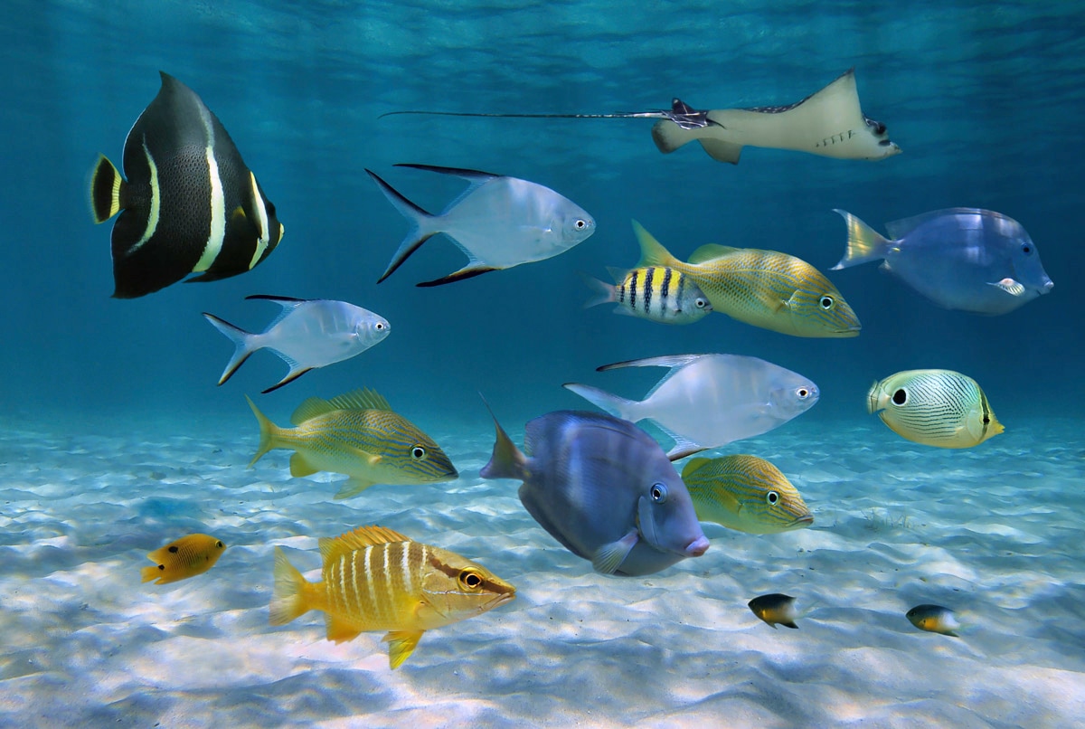 Papermoon Fototapete "Fische"