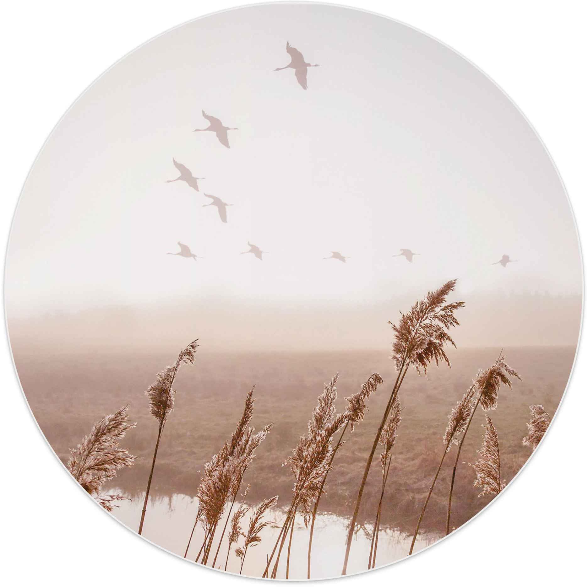 BAUR Pampasgras Reinders! | - Gänse Horizont«, bestellen Fliegende - Himmel St.) Wandbild - (1 »Wandbild Sommer Vögel,