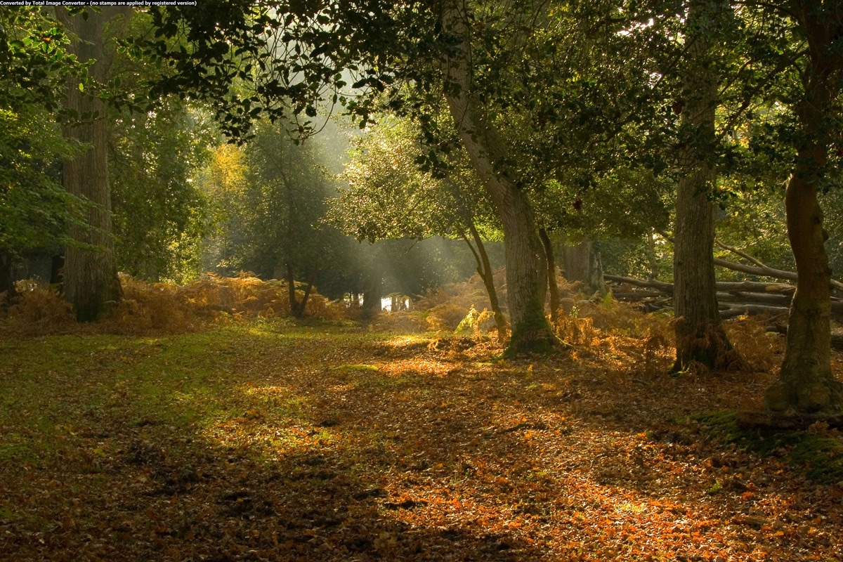 Papermoon Fototapete "Waöld"