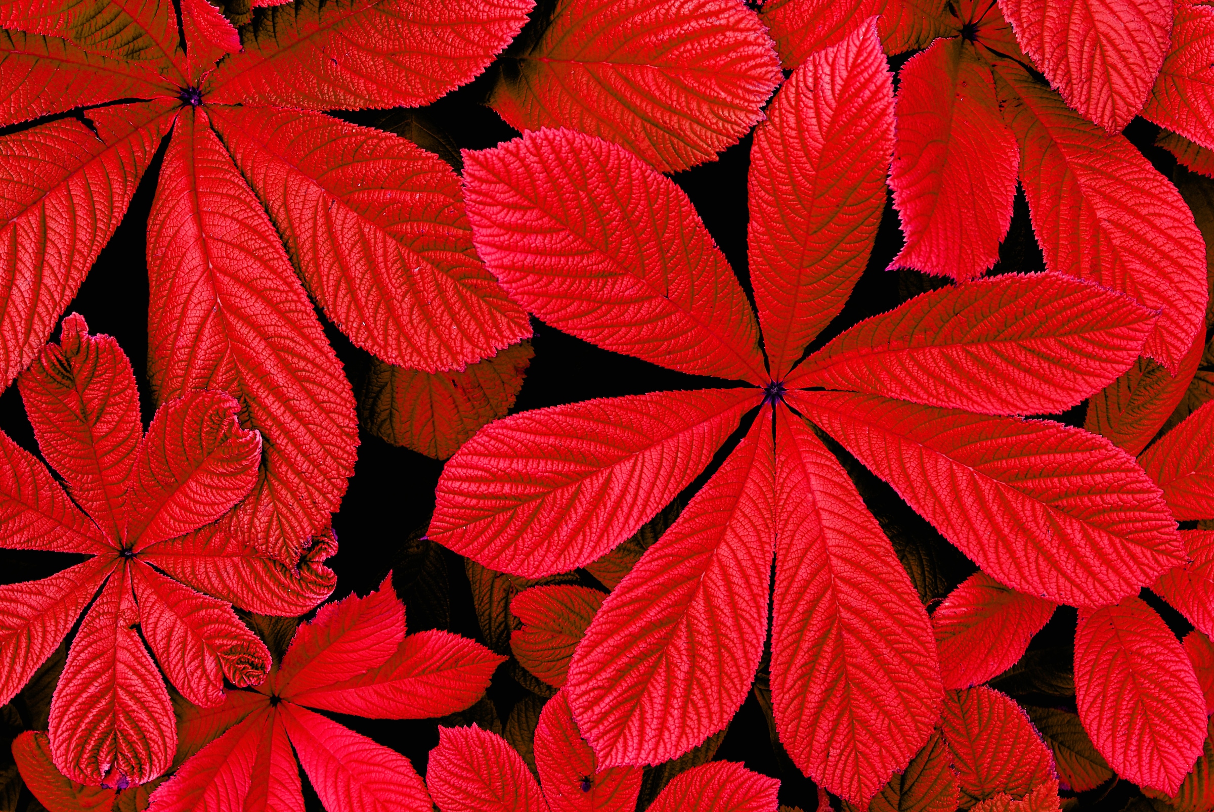 Papermoon "ROTE HERBST-BLÄTTER-BLUME DEKOR MUSTER PFLANZE ORCHIDEE"