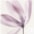 flieder/natur