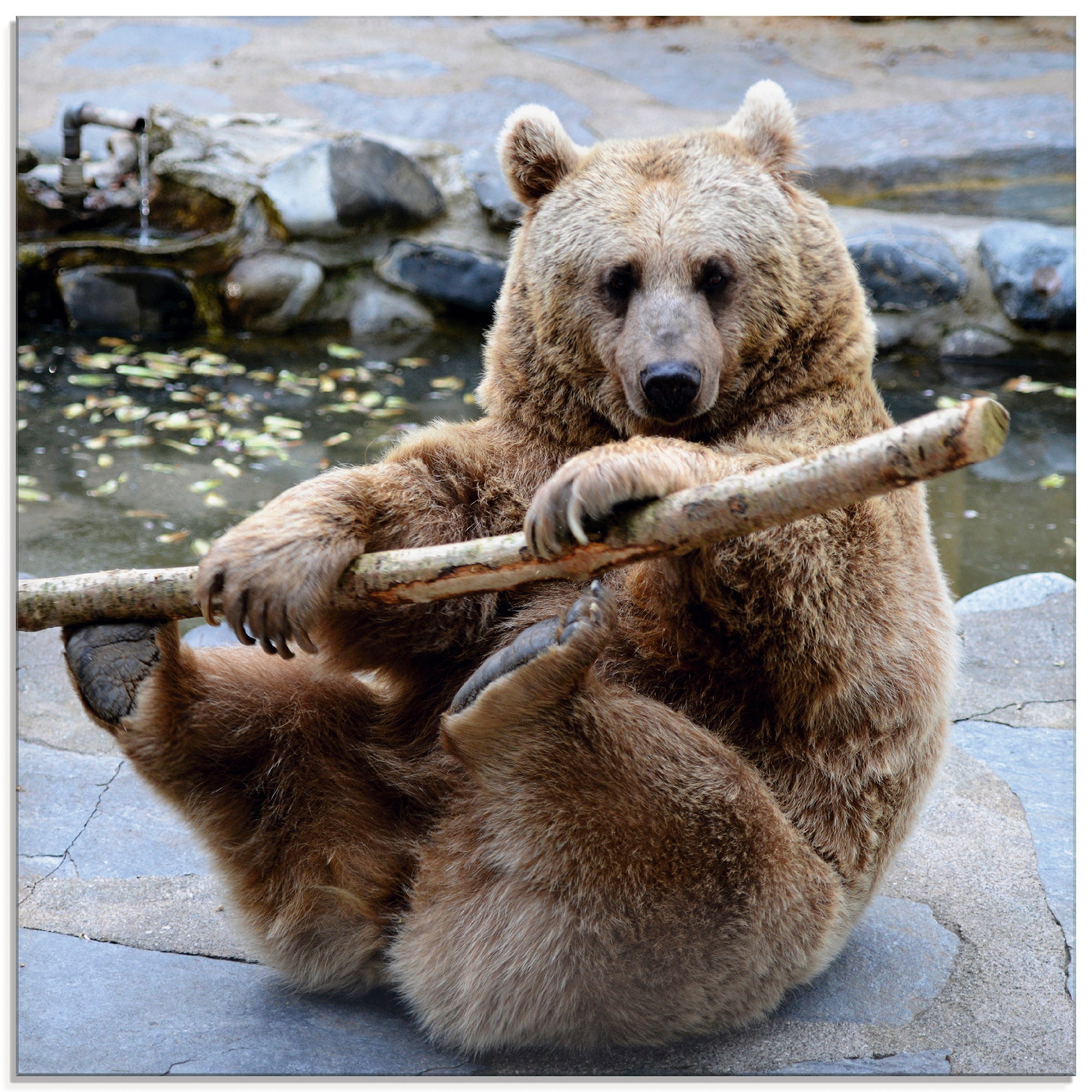 Artland Glasbild "Bär II", Wildtiere, (1 St.), in verschiedenen Größen