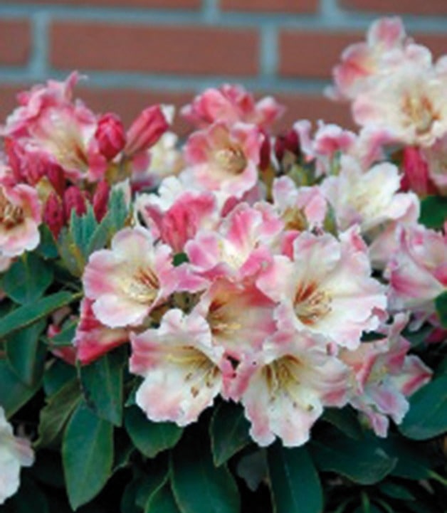 BCM Hecken Rhododendron Gerstenkorn, (1 St.) rosa Heckenpflanzen Pflanzen Garten Balkon