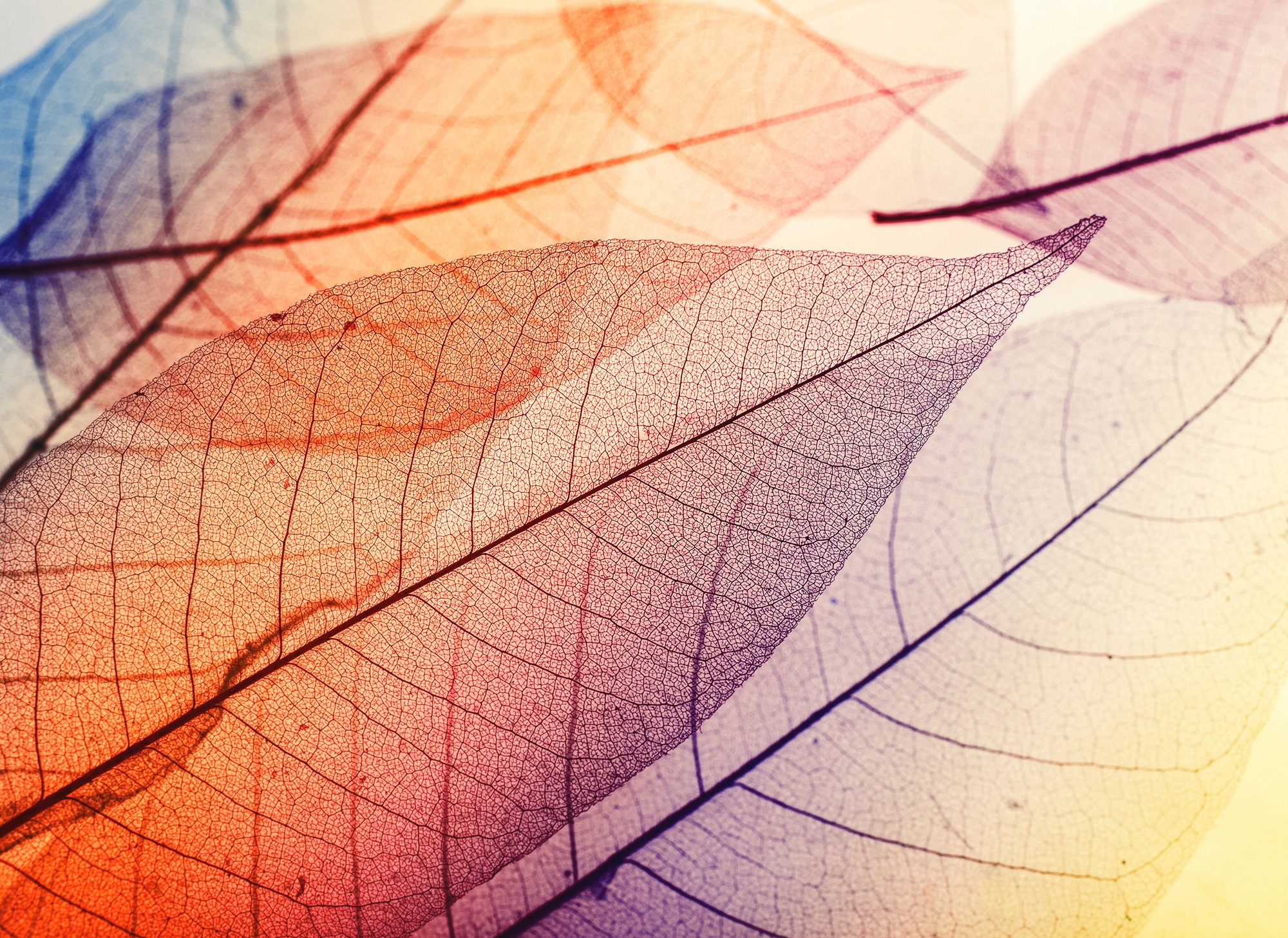 living walls Fototapete "Designwalls Limpid Leaf 1" glatt Vlies, Wand, Schräge, Decke