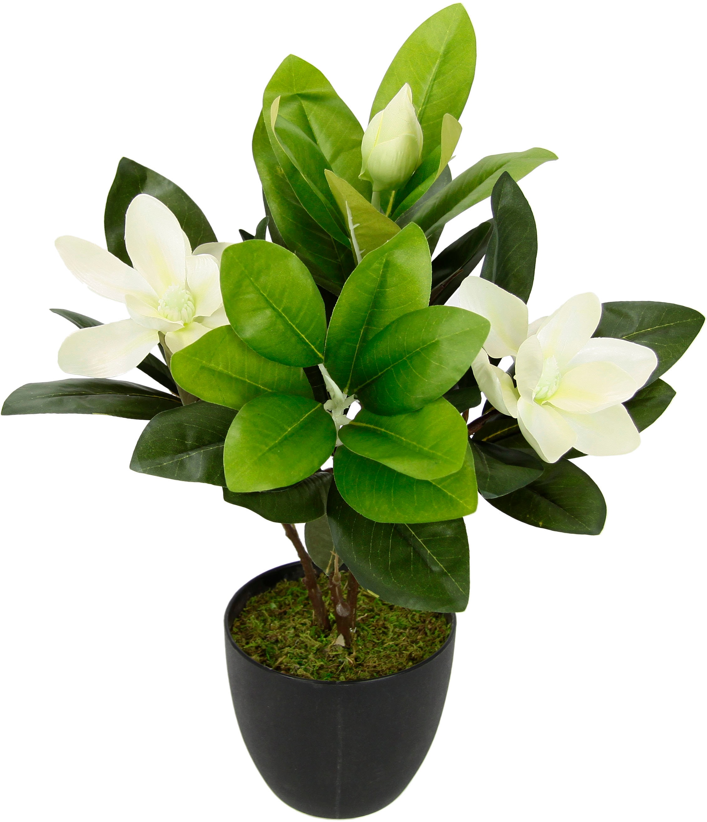 I.GE.A. Kunstblume »Magnolie«, Im Topf Magnolienbusch künstlich Frühling Seidenblumen Raumdeko