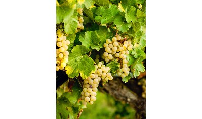 BCM Obstpflanze »Wein weiß«, (1 St.), Höhe: 40-60 cm, 1 Pflanze kaufen