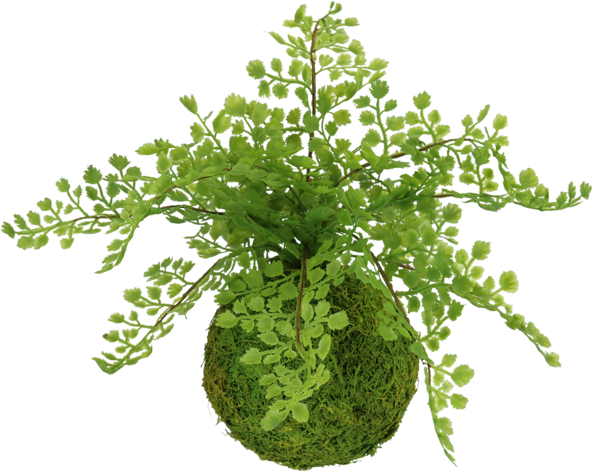 Kunstpflanze »Farnbusch auf Mooskugel«, Künstliche Pflanze Waldfarn