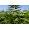 Weihnachtsbaumland Echter Weihnachtsbaum »Nordmanntanne inkl. Mini-Baumständer«, Nordmanntanne, Höhe ca. 100 bis 120 cm