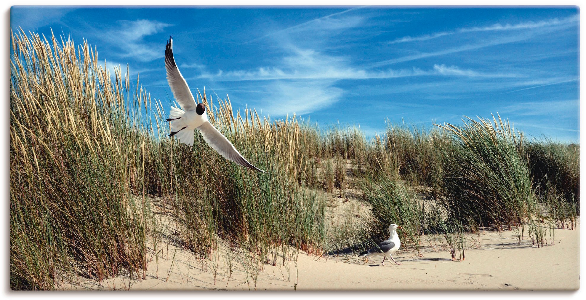 Artland Leinwandbild "Möwe und Seeschwalbe in Dünenlandschaft", Vögel, (1 St.), auf Keilrahmen gespannt