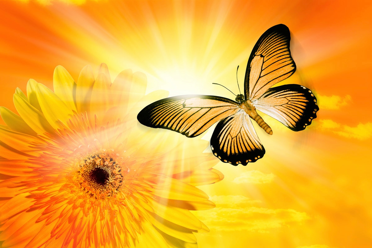 Papermoon Fototapete "Schmetterling" günstig online kaufen