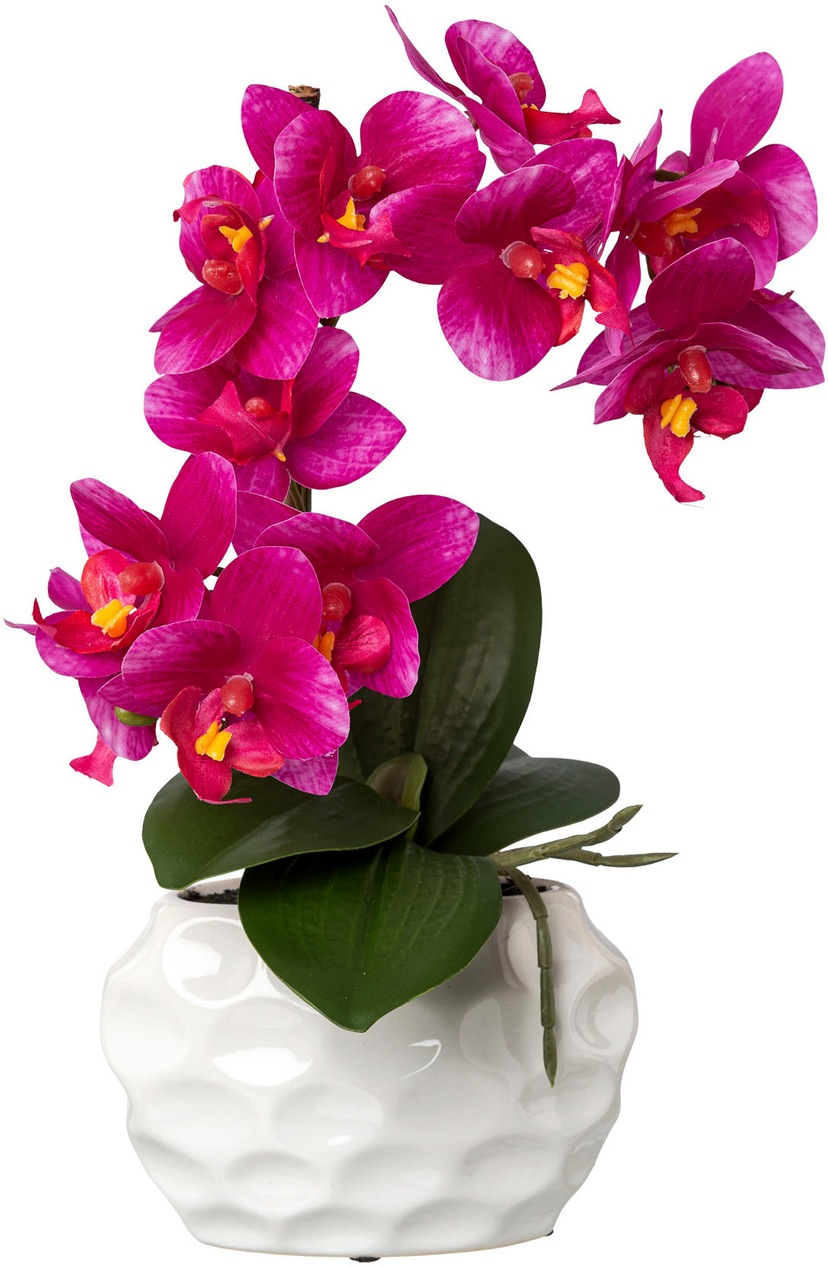Kunstorchidee | BAUR kaufen Creativ »Phalaenopsis« green
