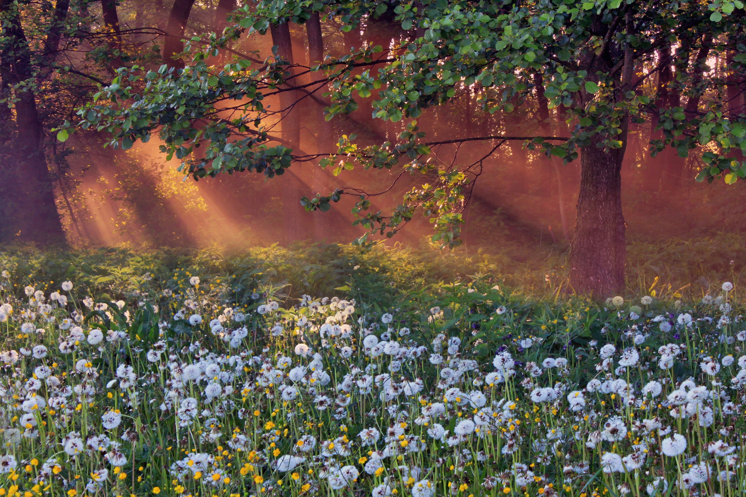 Papermoon Fototapete "LÖWENZAHN-FELD WIESE PUSTEBLUME KRAUT BLUME WALD NEBEL"