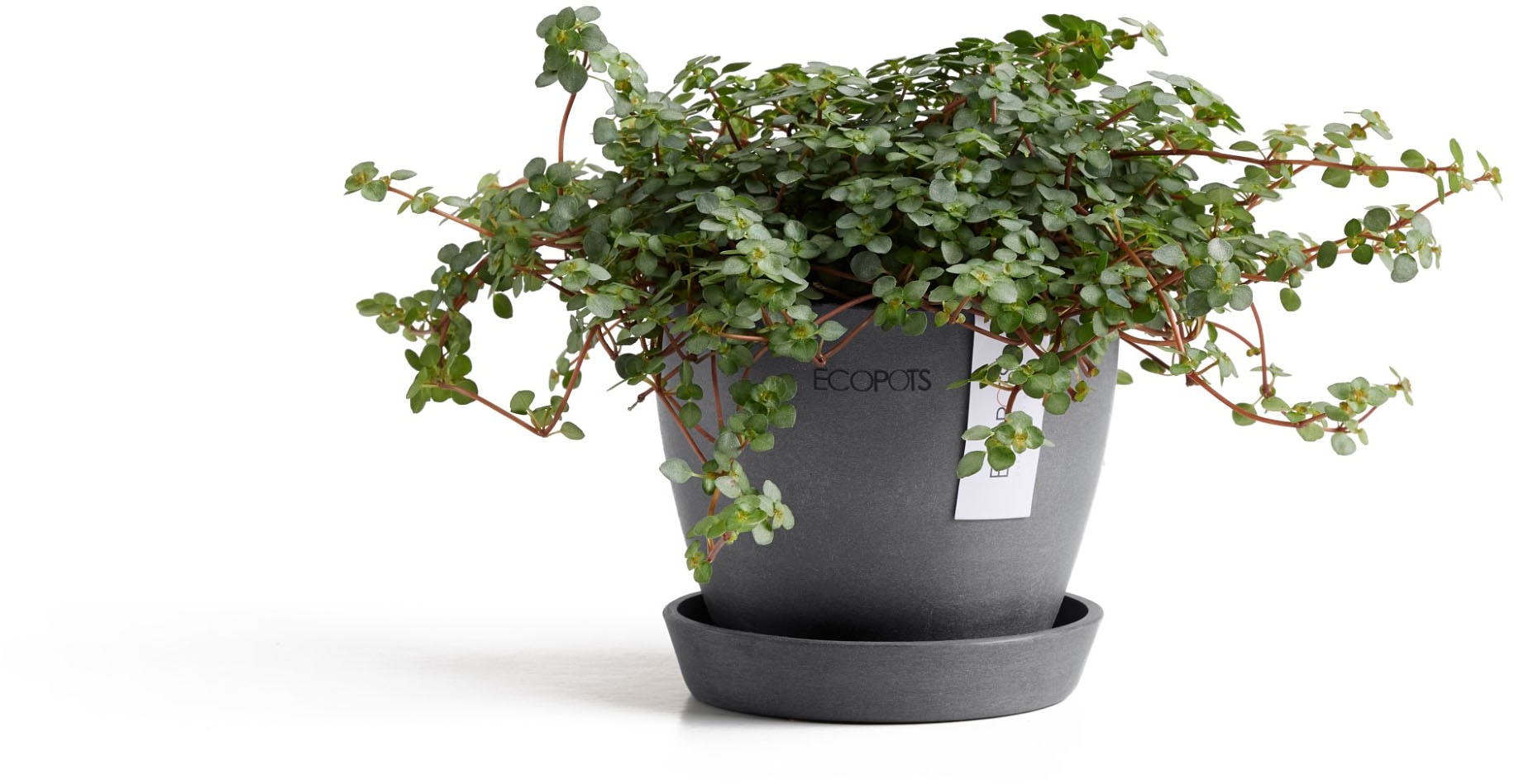 ECOPOTS Blumentopf »Antwerp Mini 11 Grau« für den Innenbereich