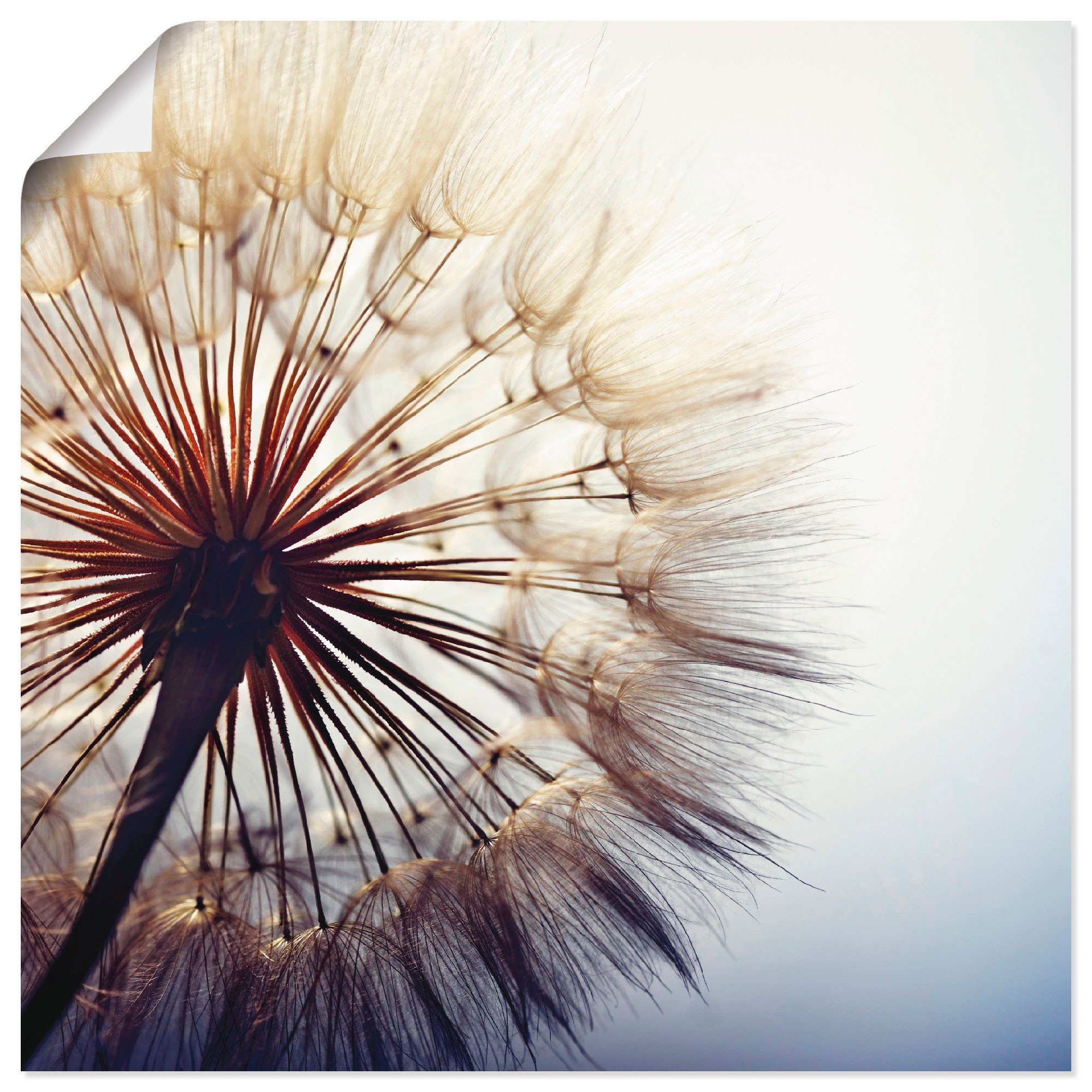 Artland Wandbild "Große Pusteblume" Blumen 1 Stk. tlg. als Alubild, Outdoor günstig online kaufen