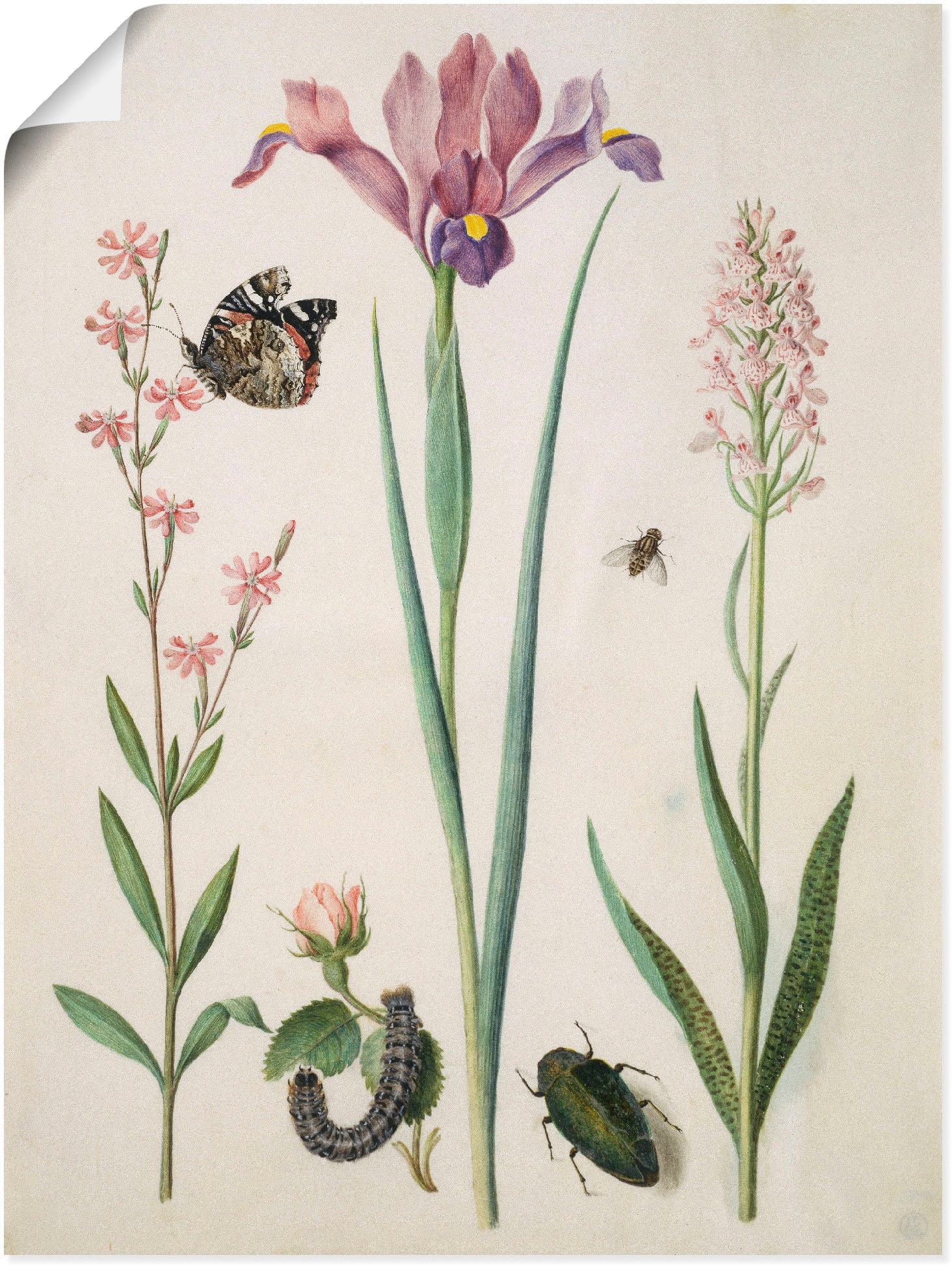 Wandbild »Admiral, Rose Iris Knabenkraut.«, Pflanzen, (1 St.), als Poster,...
