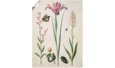 Wandbild »Admiral, Rose Iris Knabenkraut.«, Pflanzen, (1 St.)