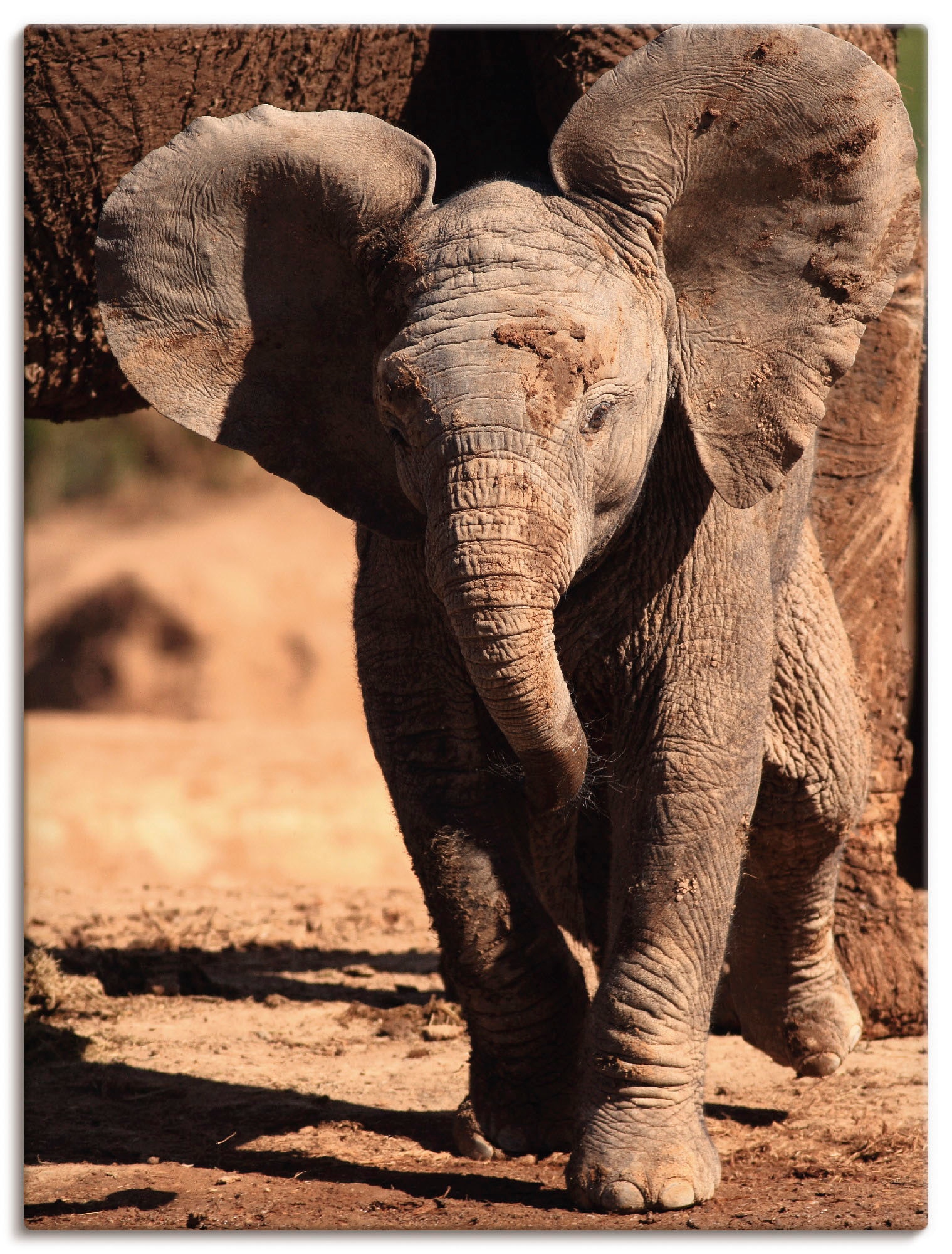 Artland Leinwandbild "Elefantenbaby" Wildtiere 1 Stk. tlg. auf Keilrahmen g günstig online kaufen