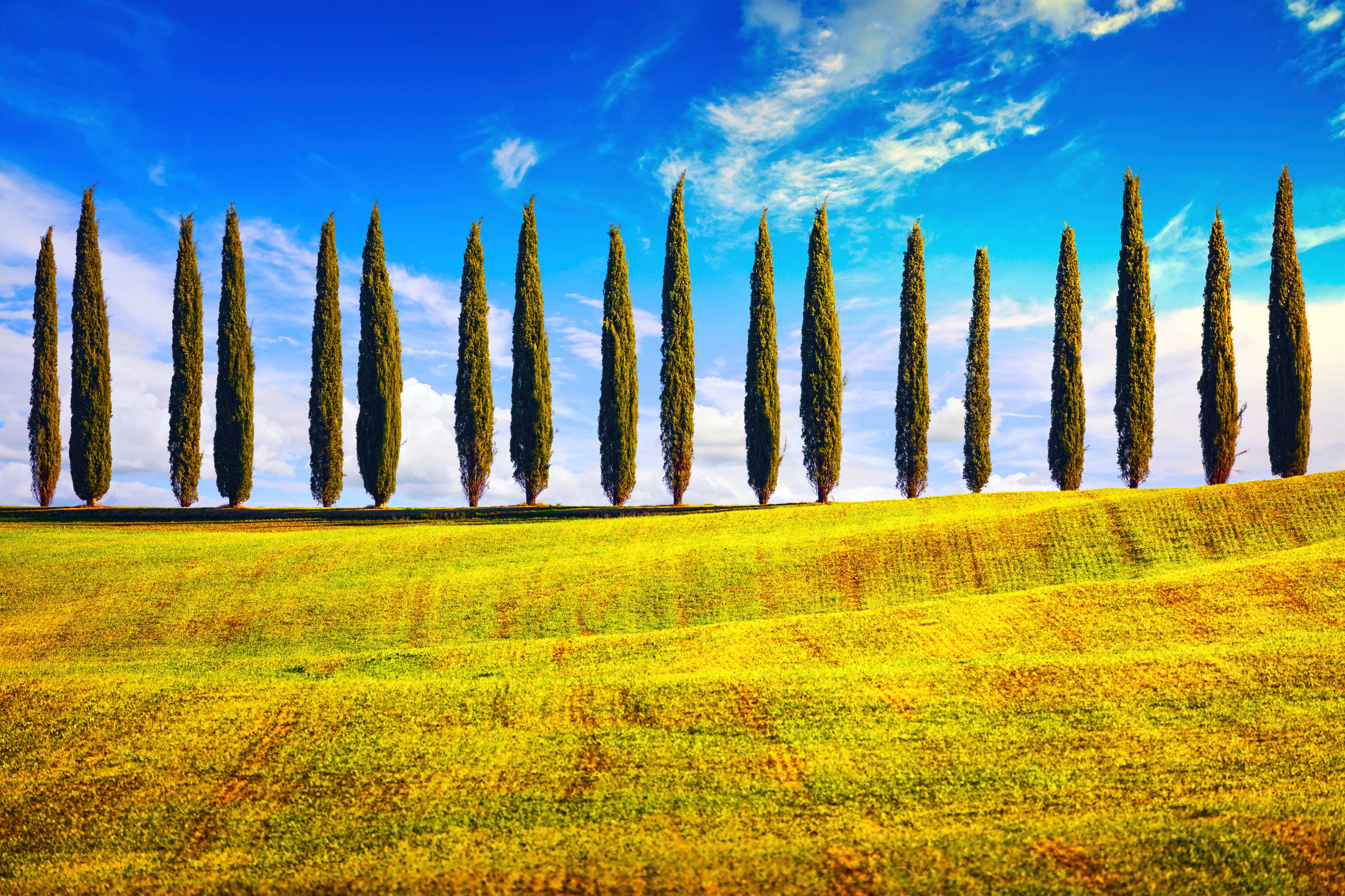 Papermoon Fototapete "Pappeln am Feld"