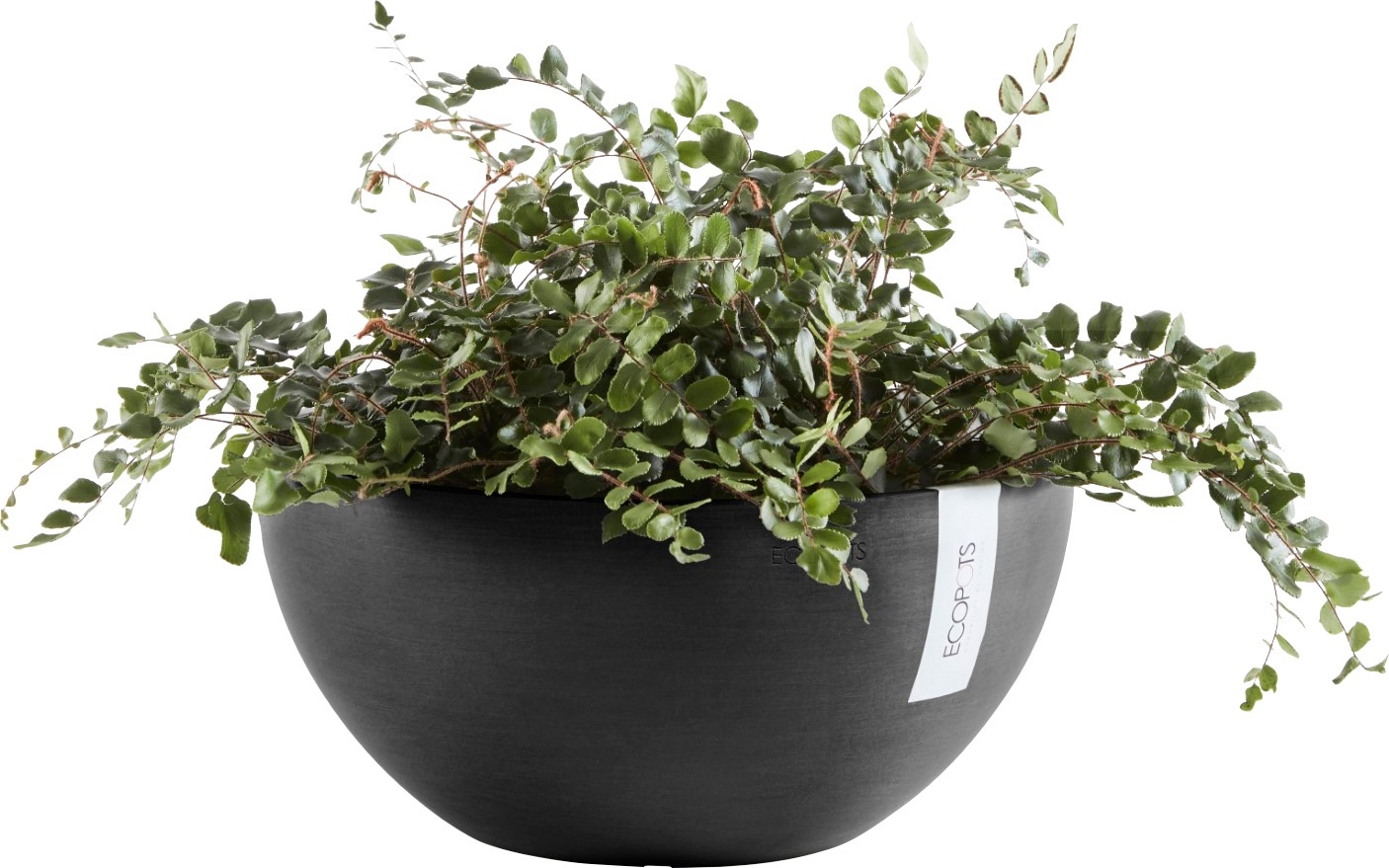 ECOPOTS Blumentopf »BRUSSELS Dark Grey«, BxTxH: 25x25x12 cm